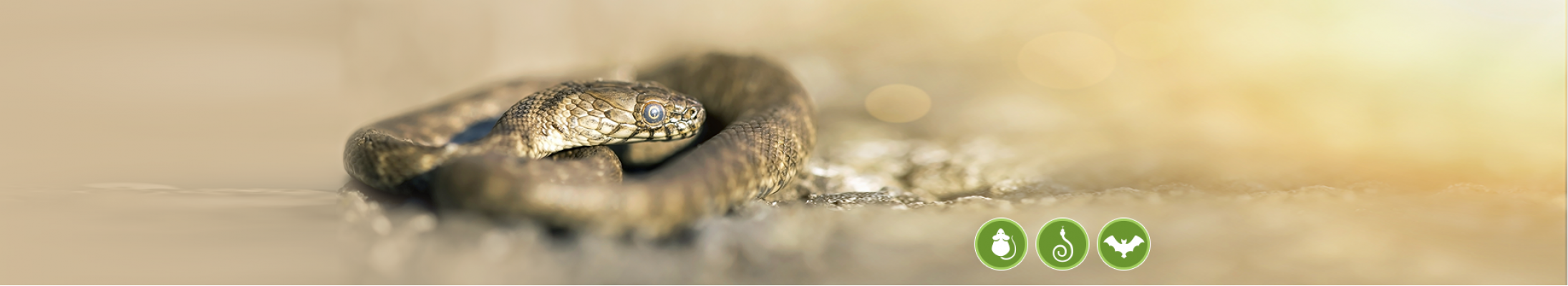 banner-1.png